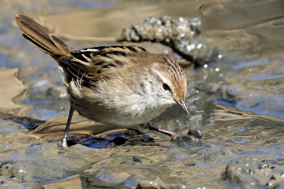 Little Grassbird (Megalurus gramineus)